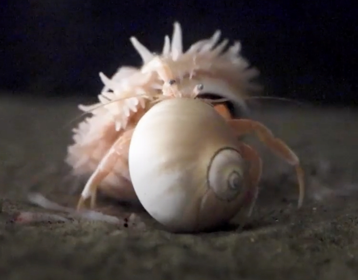 背上还背着海螺的寄居蟹看到海葵之后，迫不及待地想换套新房子。图片来自：Akihiro Yoshikawa