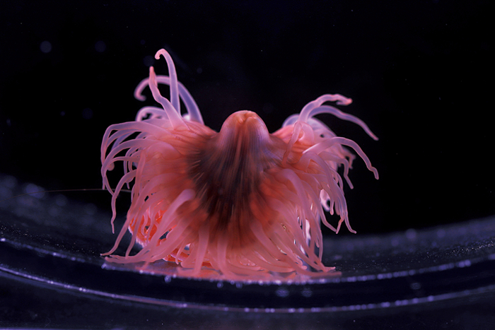 科学家给照片加了滤镜的寄居蟹和海葵‍。图片来自：Akihiro Yoshikawa