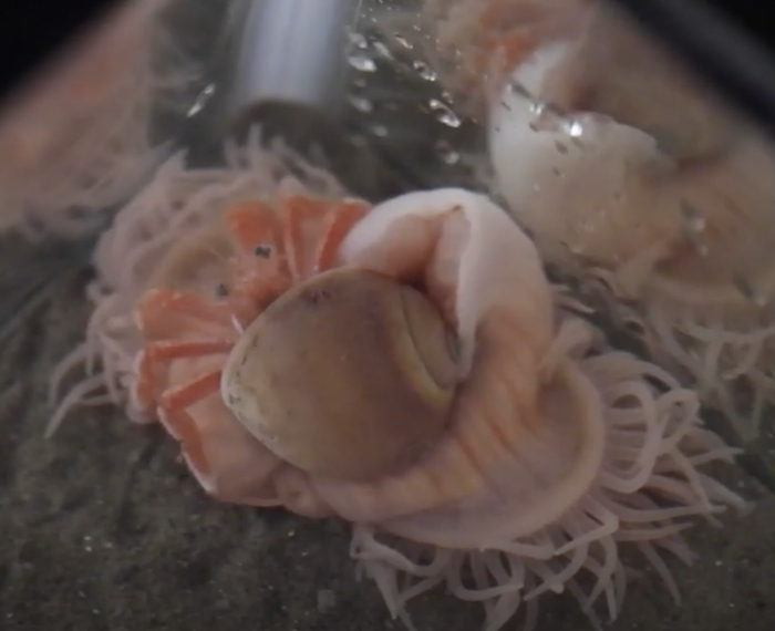 正在试图“说服”海葵从了自己的寄居蟹。图片来自：Akihiro Yoshikawa