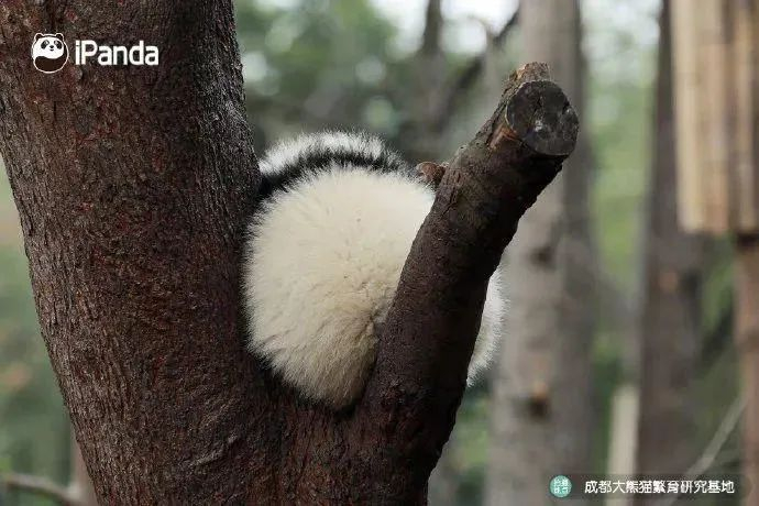 （心疼工作人员一秒并送上一个糯米团子）