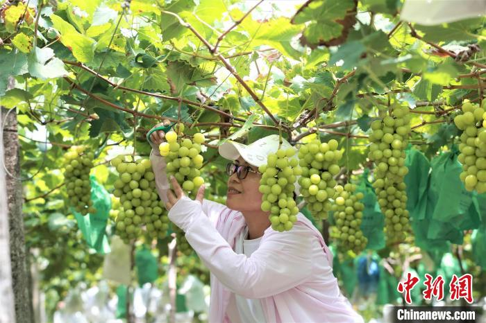 游客采摘阳光玫瑰葡萄。　李郁 摄
