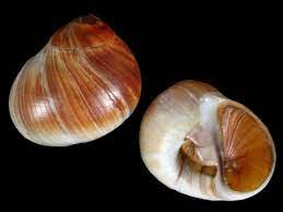 刚开始给寄居蟹的普通海螺壳。图片来自：ViaNet Conchology