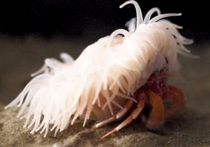 身上满是触手的寄居蟹。图片来自：Akihiro Yoshikawa