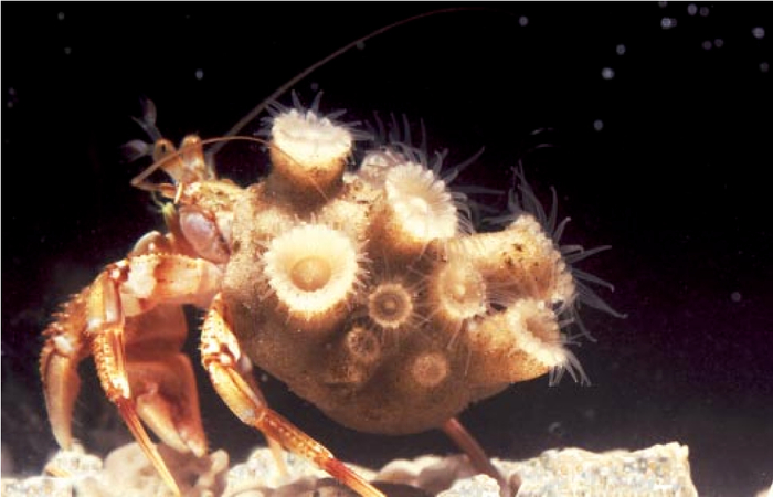 图片来自：Semantic Scholar