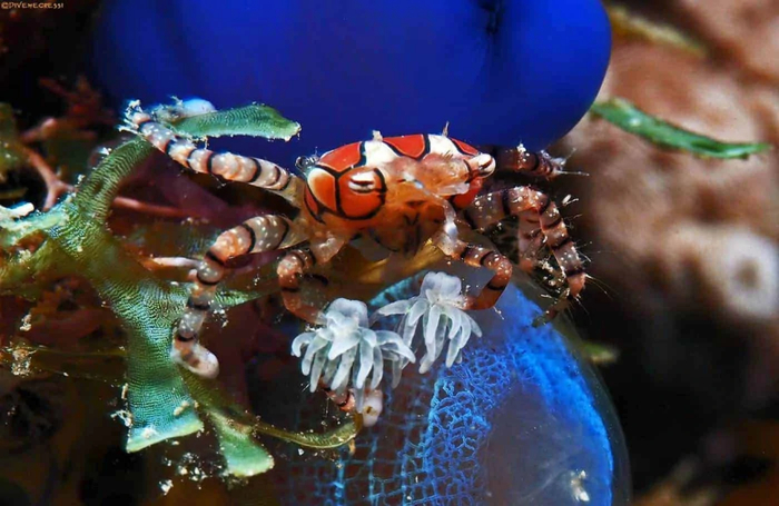 拳击蟹的有毒“拳击套”。图片来自：AquaInfo