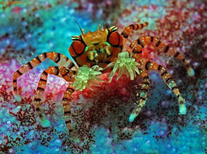 图片来自：AquaInfo