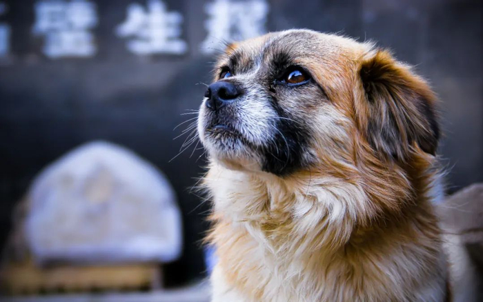 ▲一些地方已经将中华田园犬从禁养目录中删除。图/IC &nbsp;photo