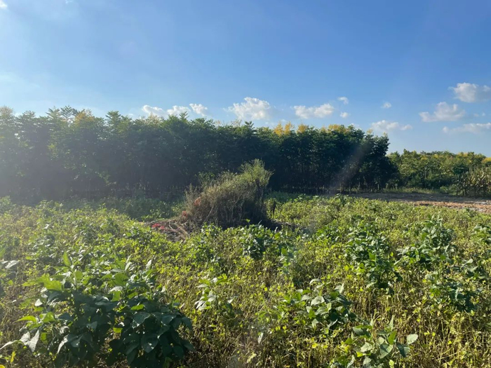 ▲2021年9月，陆中明的墓地，野草已经长高。新京报记者 左琳 摄