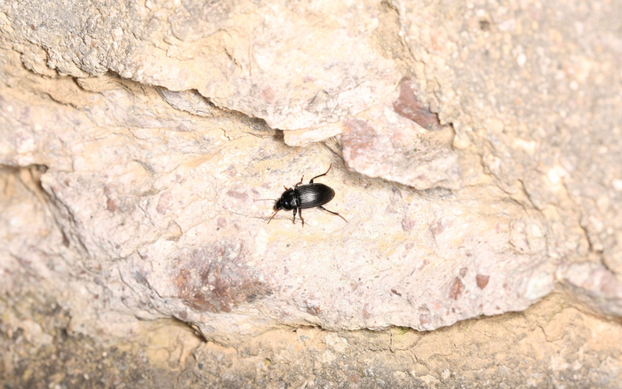 北京常见的一种婪步甲——大卫婪步甲，拍摄于北京密云。梁红斌 摄