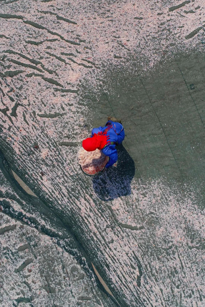 渔民正在晒虾皮，赣榆区是国内虾皮的主产地。摄影/王健民