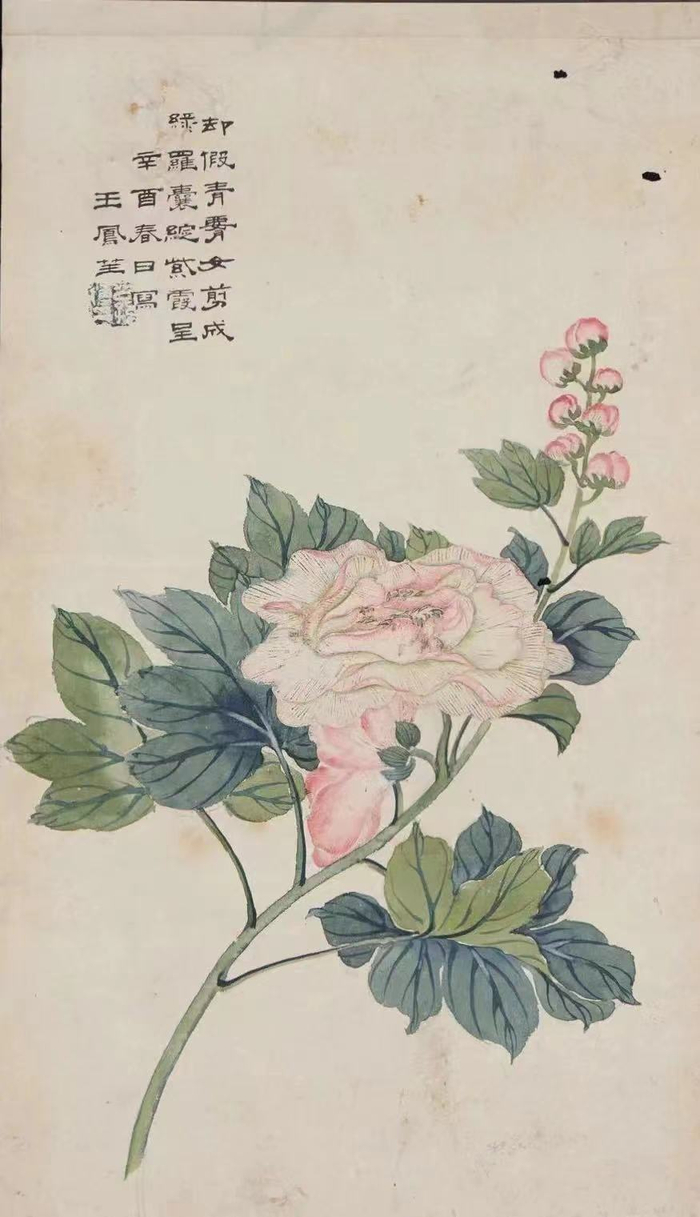 木芙蓉图（1921年）