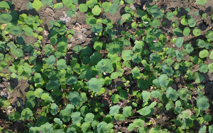 8月21日，江苏盱眙县洪泽湖，原本长在水中的荷花，湖底已露出土壤。新京报记者 周怀宗 摄