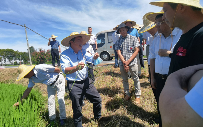 钱前院士（中）在水稻田中调研。新京报记者 周怀宗 摄