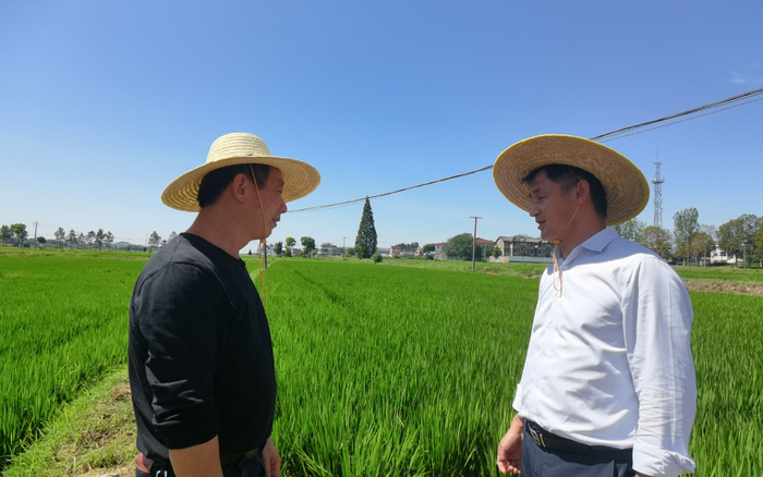 中国农科院作科所副研究员肖永贵（右）和种植大户沈明头（左）交流。新京报记者 周怀宗 摄