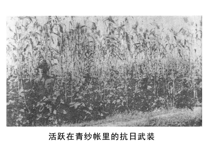 　　▲活跃在青纱帐里的抗日武装。