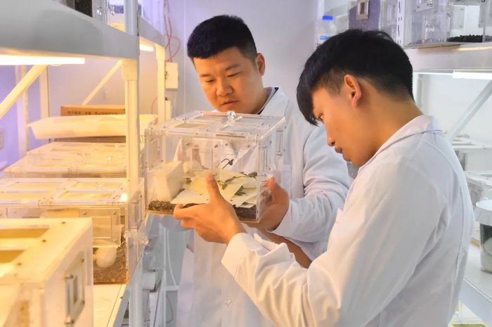 张昌容（左一）养虫