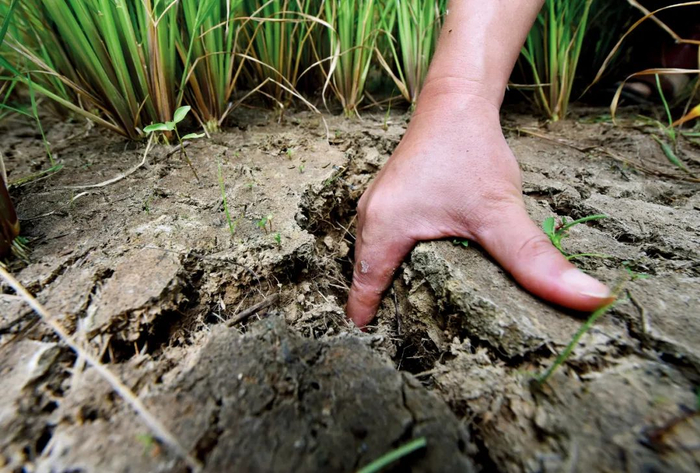 8月13日，湖南娄底市双峰县青树坪镇劳田冲村，村民察看因干旱开裂的稻田。 图/中新