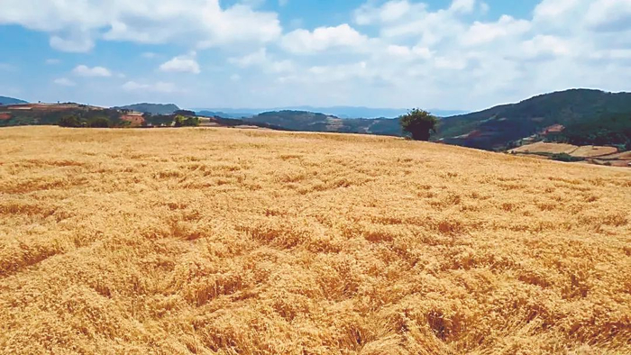 资料图 饶勇 陈杰 摄