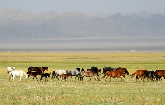 △ 阿克塞的海子草原/ 图虫