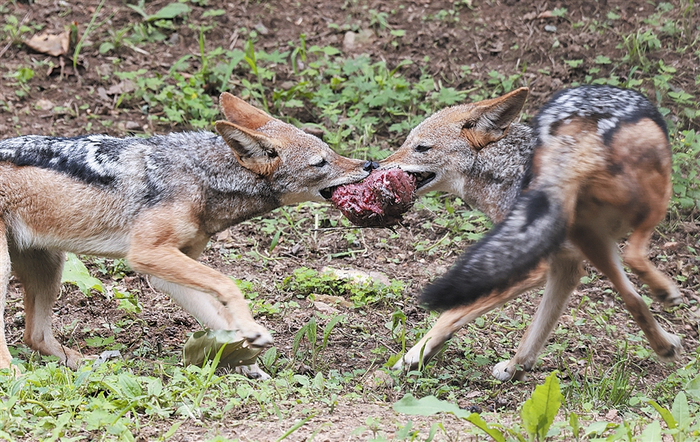 黑背胡狼凶猛夺食。大连新闻传媒集团记者杨国胜摄