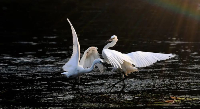 图为邯郸市峰峰矿区滏阳河岸边嬉戏的白鹭。