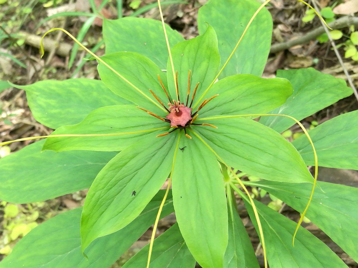国家保护植物,神农四宝是哪四宝,有什么价值和作用,一起了解下