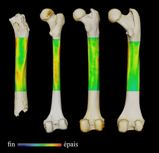 从左到右依次是乍得沙赫人、现存人类、黑猩猩和大猩猩的股骨3D皮质厚度变化图（后视图）。图片来源：Franck Guy