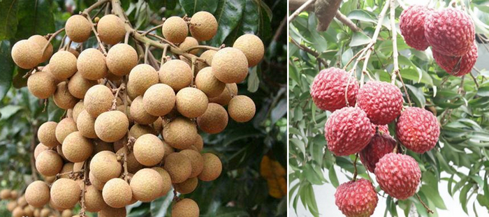 左为石硖龙眼，右为紫娘喜荔枝