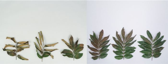 左为石硖（母本）冻害程度达4级；右为脆蜜1级（叶片轻微受害）