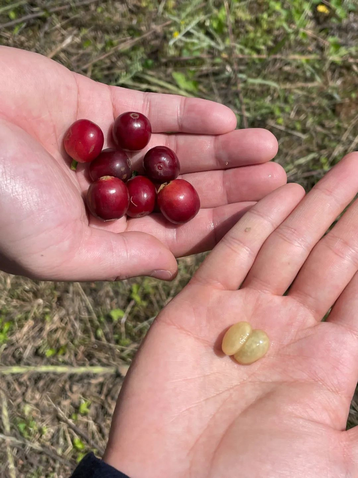 △ 咖啡果和其中的咖啡豆  图源：受访者提供