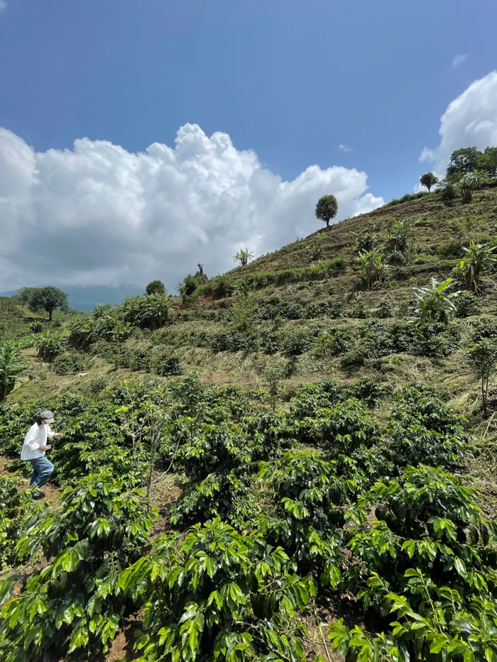 △ 团队到云南的咖啡产地  图源：受访者提供