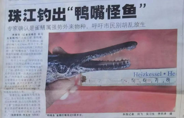 ▲2007年，渔民从珠江钓到鳄雀鳝的报道。受访者供图