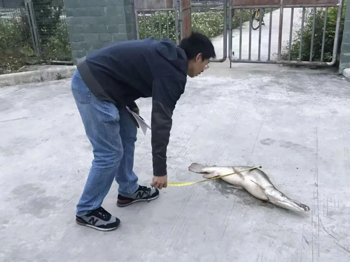 ▲顾党恩对鳄雀鳝标本进行测量。受访者供图