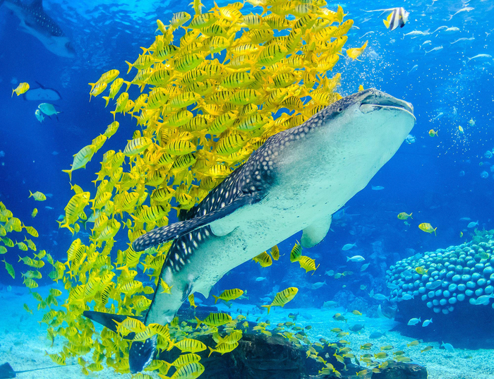 地球最大的鱼——鲸鲨。图片由长隆提供
