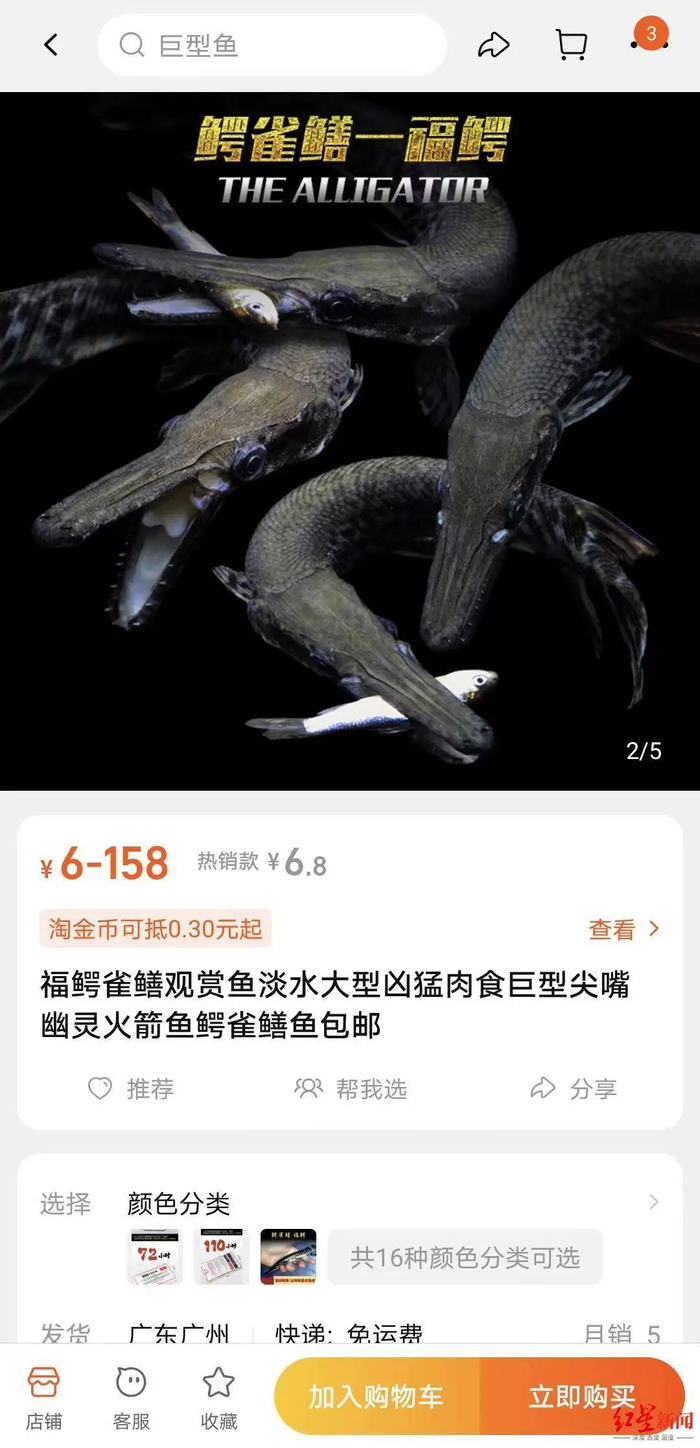 在电商平台，搜索“幽灵火箭”仍能找到鳄雀鳝卖家