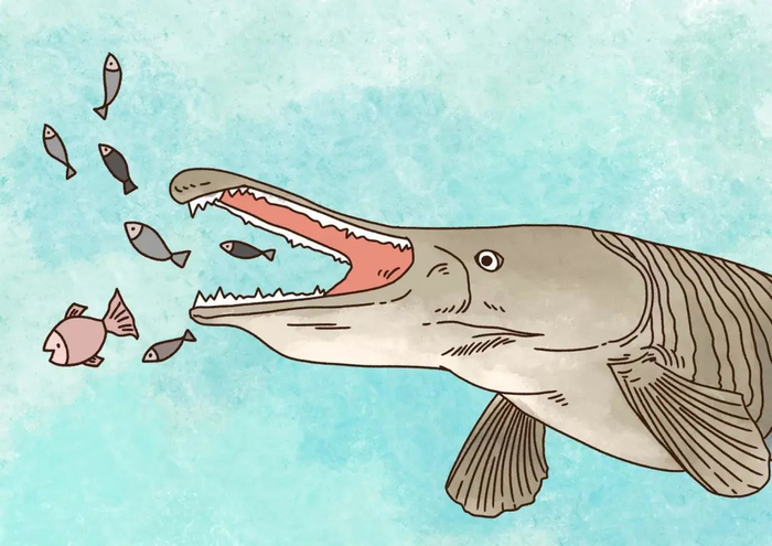 鳄雀鳝对土著的水生动物会产生较大威胁&nbsp;图据ICphoto