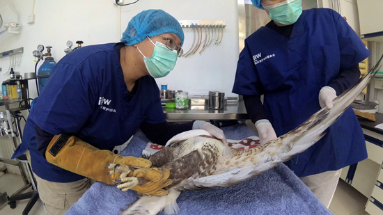     周蕾正在检查大鵟的翅膀。受访者供图