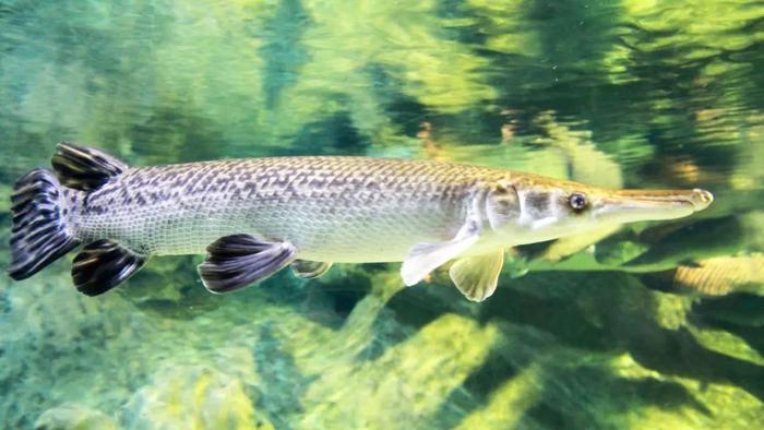 鳄雀鳝&nbsp;图据ICphoto