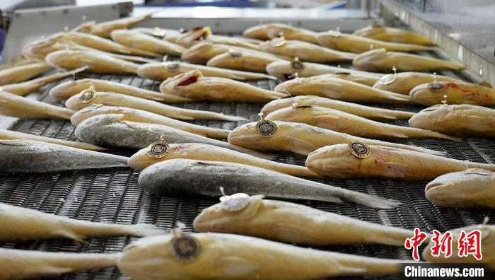 首次起捕的大黄鱼。　于兴广 摄