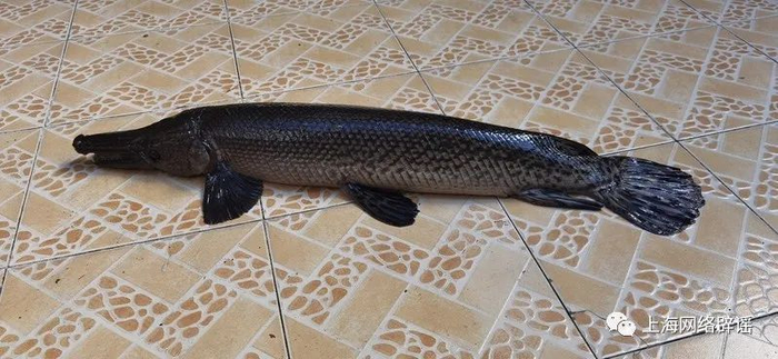 ▲多地都出现过鳄雀鳝