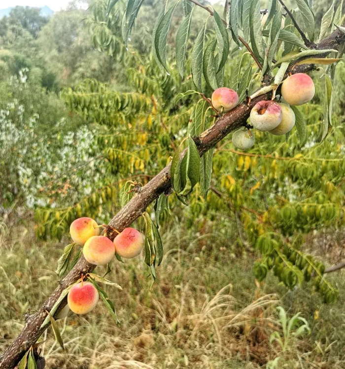 图为被晒坏了的金翠李。