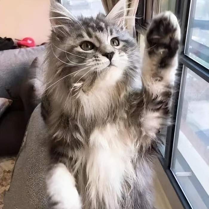 养“公猫”好，还是“母猫”好？通过这几点比较，你就了解了|母猫|公猫|猫|猫咪|差别|铲屎官|手术|价格|主人|绝育_新浪新闻