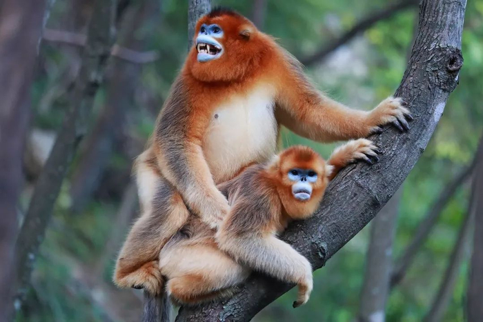 秦岭的川金丝猴。