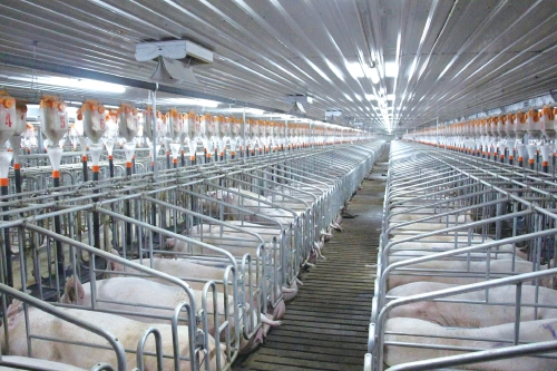 　　黑龙江大北农食品科技集团有限公司肇州分公司的生猪调控基地。　资料图