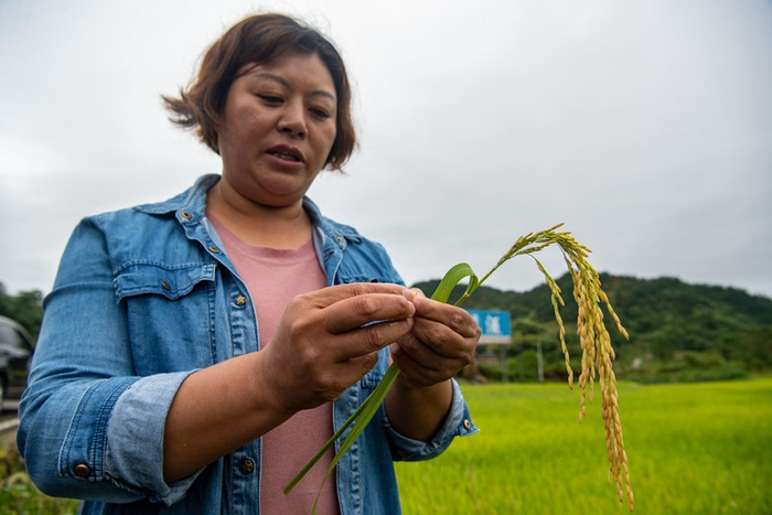 　　9月1日，在重庆市梁平区蟠龙镇，种粮大户高保燕在查看水稻成熟度。新华社记者 唐奕 摄