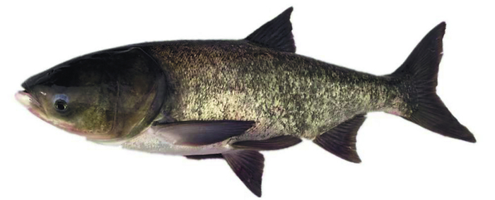 中科佳鳙1号。受访者供图