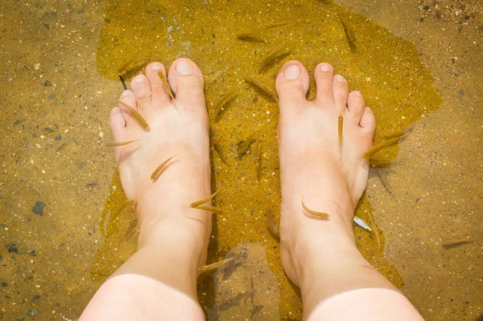 鱼疗。图库版权图片，不授权转载