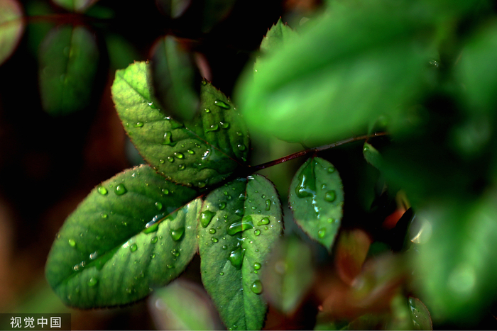江苏淮安的古淮河畔，植物上露水晶莹剔透。 视觉中国图