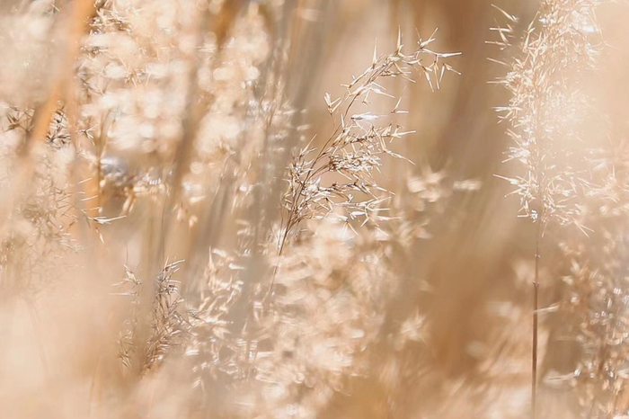 起伏的银波，用摇曳显示着生命的律动。       阿珠 图