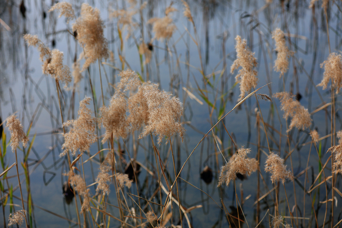 蒹葭苍苍，白露为霜。所谓伊人，在水一方。  本文图片均为 阿珠 图